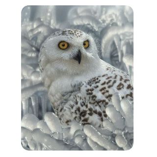 Obrázek z Magnet 3D 7x9cm - sněžná sova (25) 